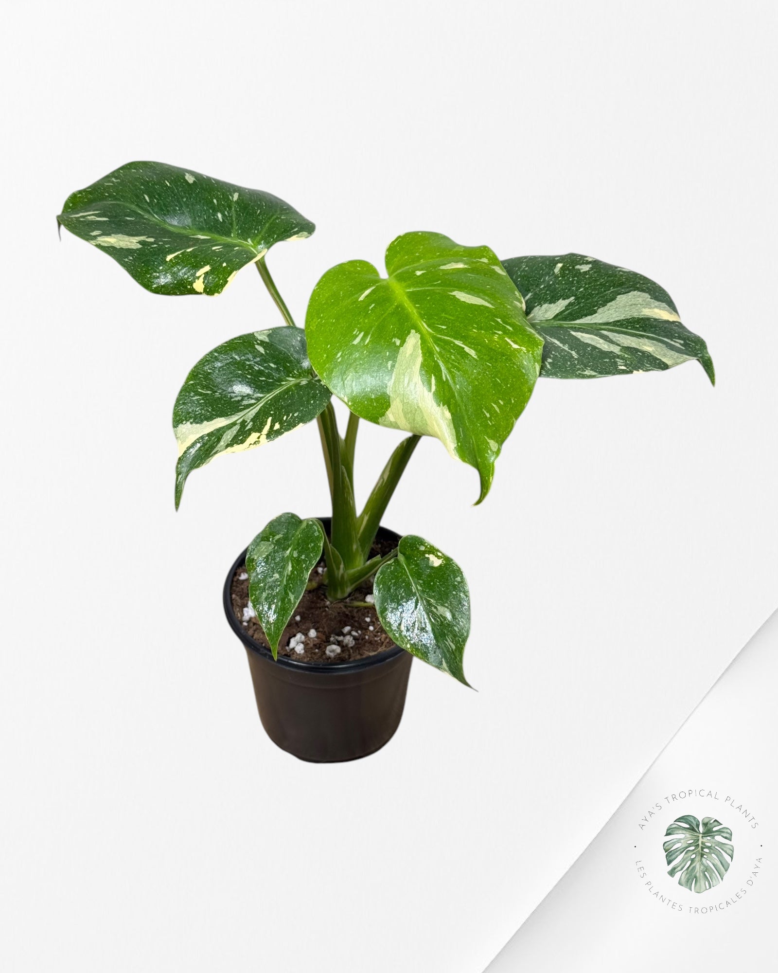 Monstera Thai Constellation-MT21