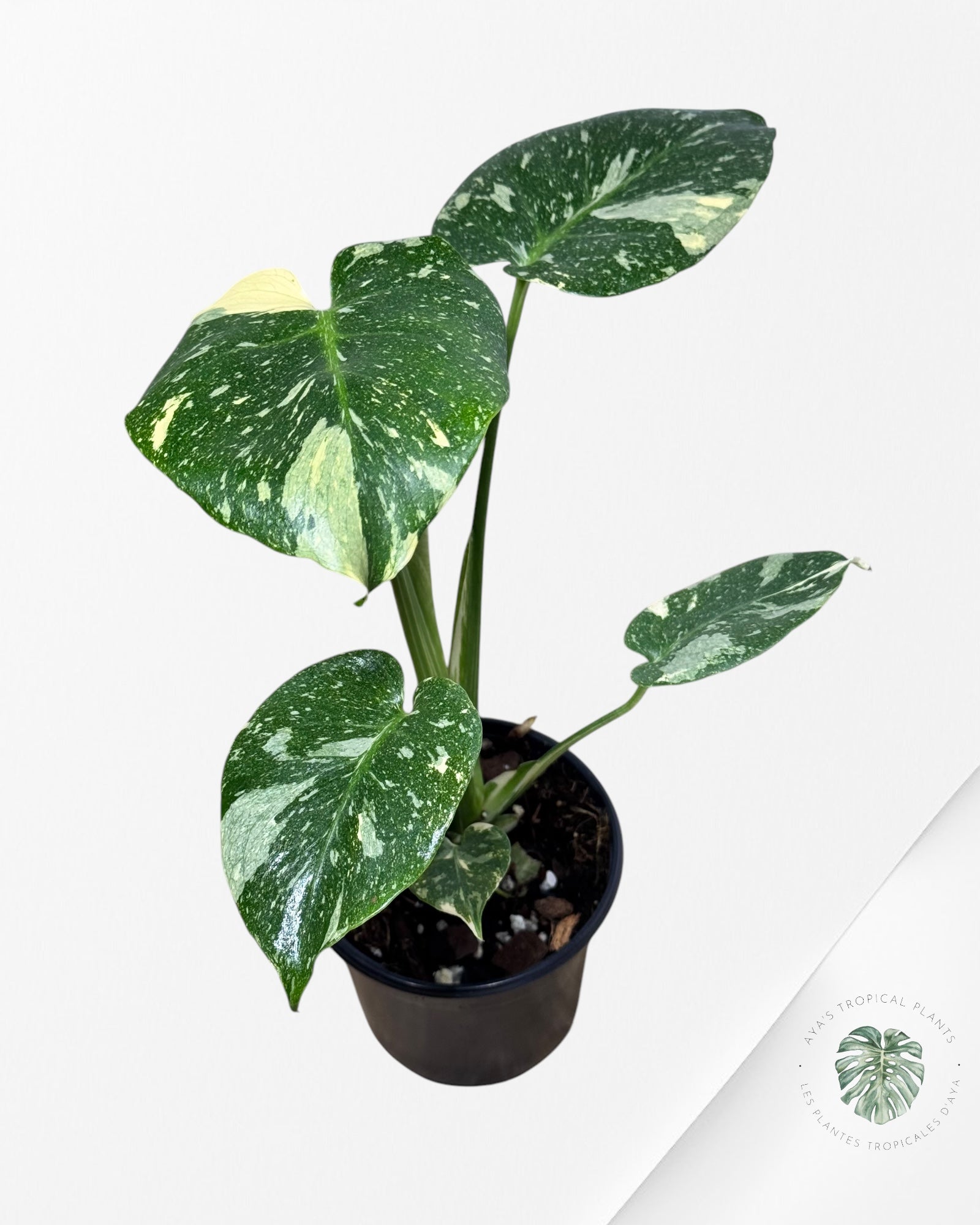 Monstera Thai Constellation-MT22