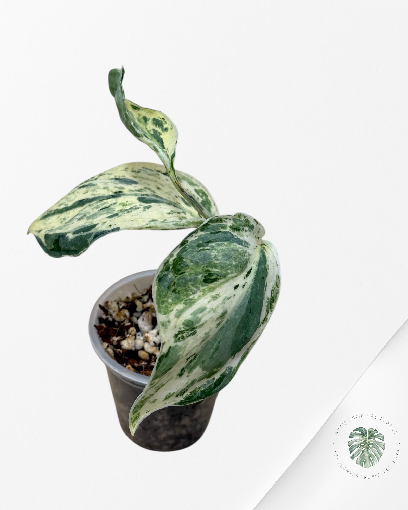 Scindapsus peasun - F4