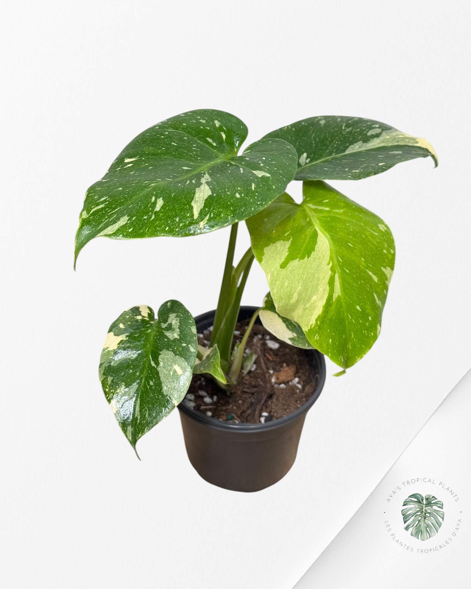 Monstera Thai Constellation-MT23