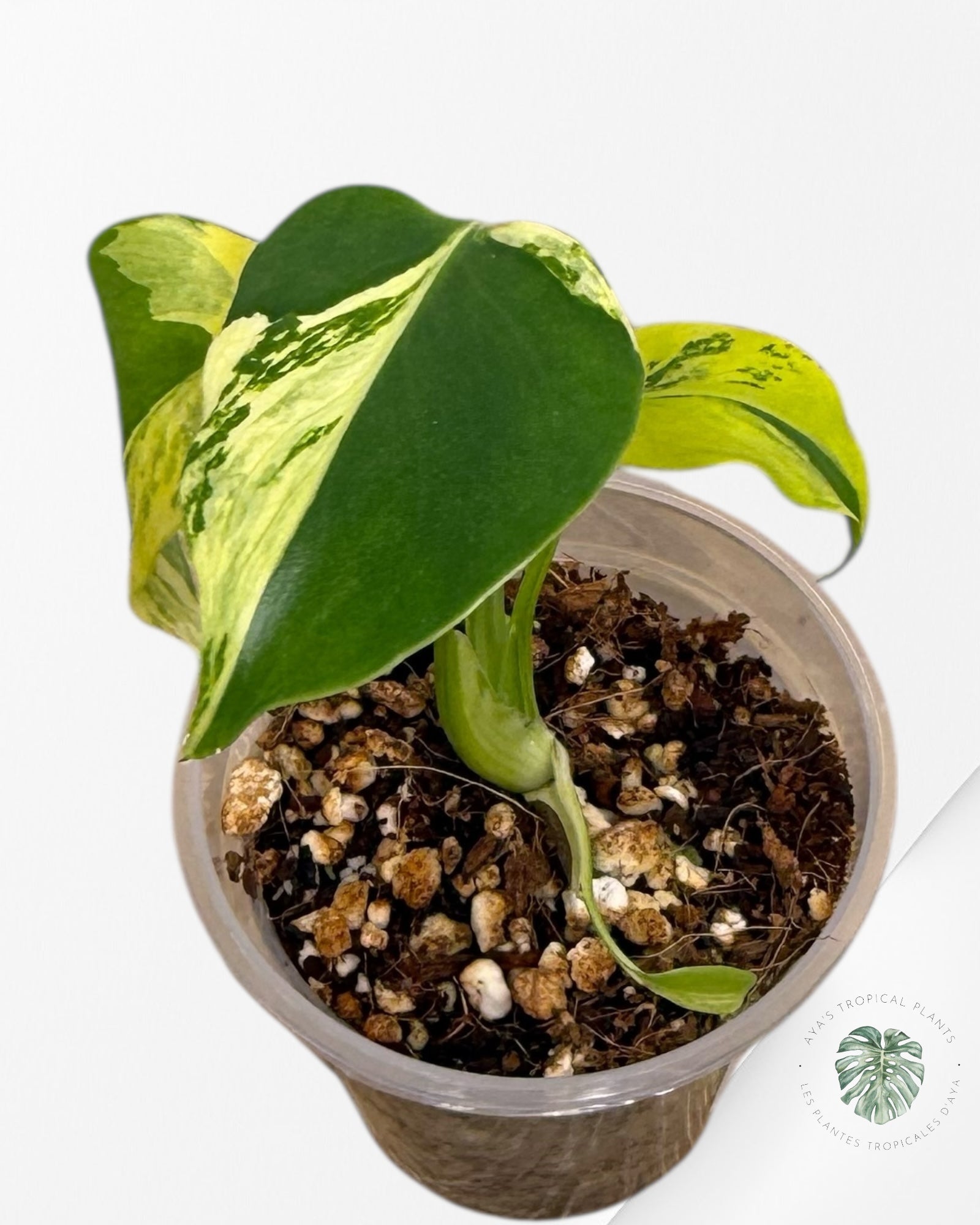 Monstera Deliciosa Electrolyte | Plante TC rare | Plantes tropicales d'Aya