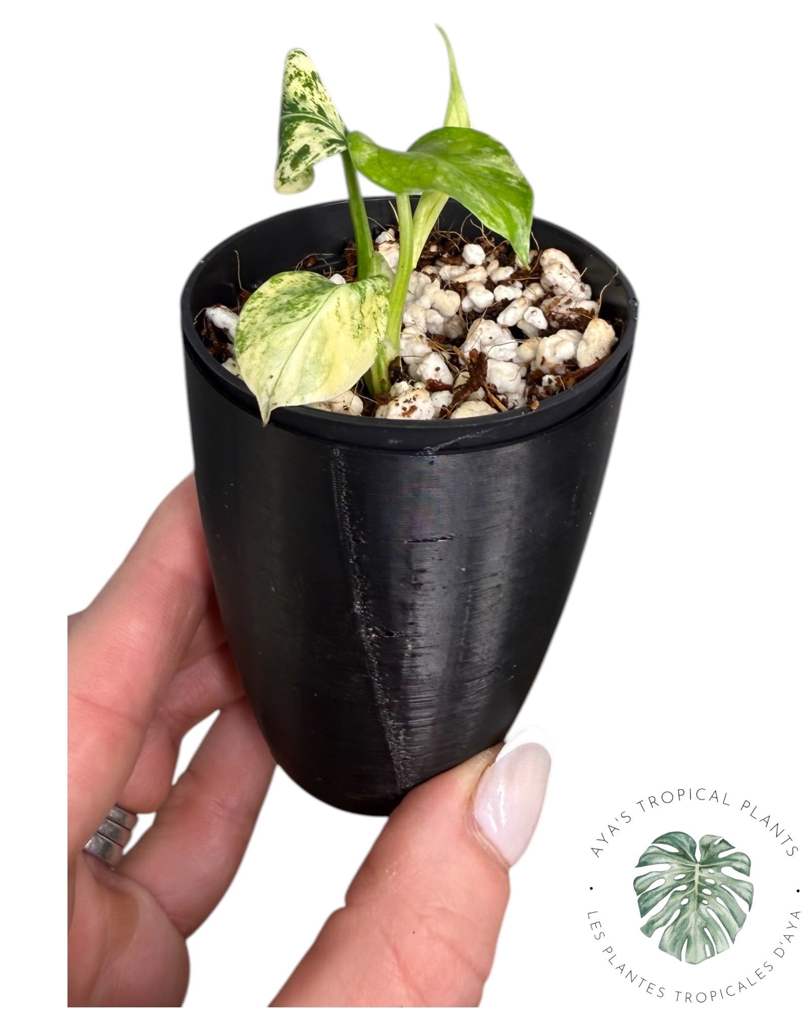 Monstera Deliciosa “Starlight”