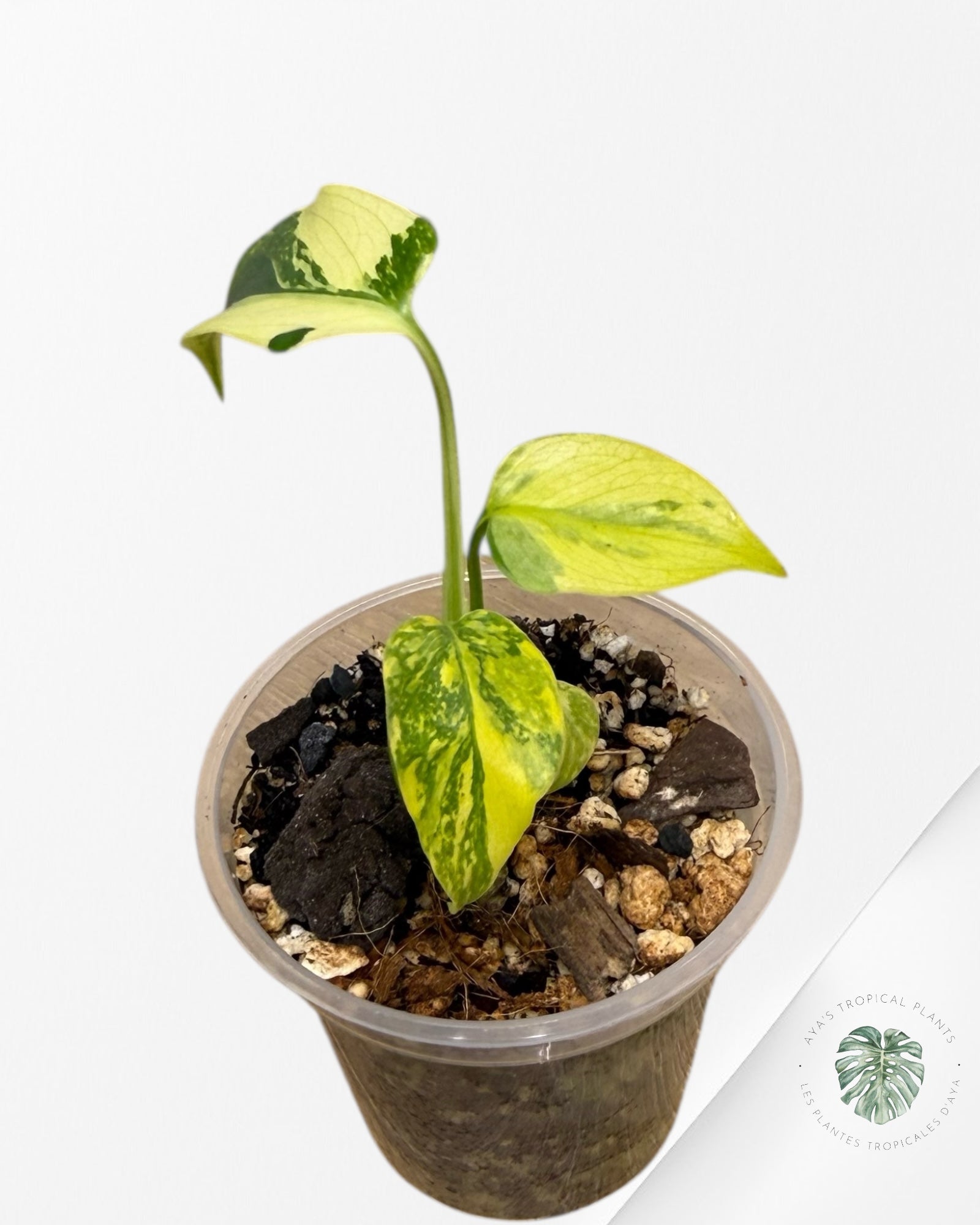 Monstera Deliciosa Electrolyte | Plante TC rare | Plantes tropicales d'Aya