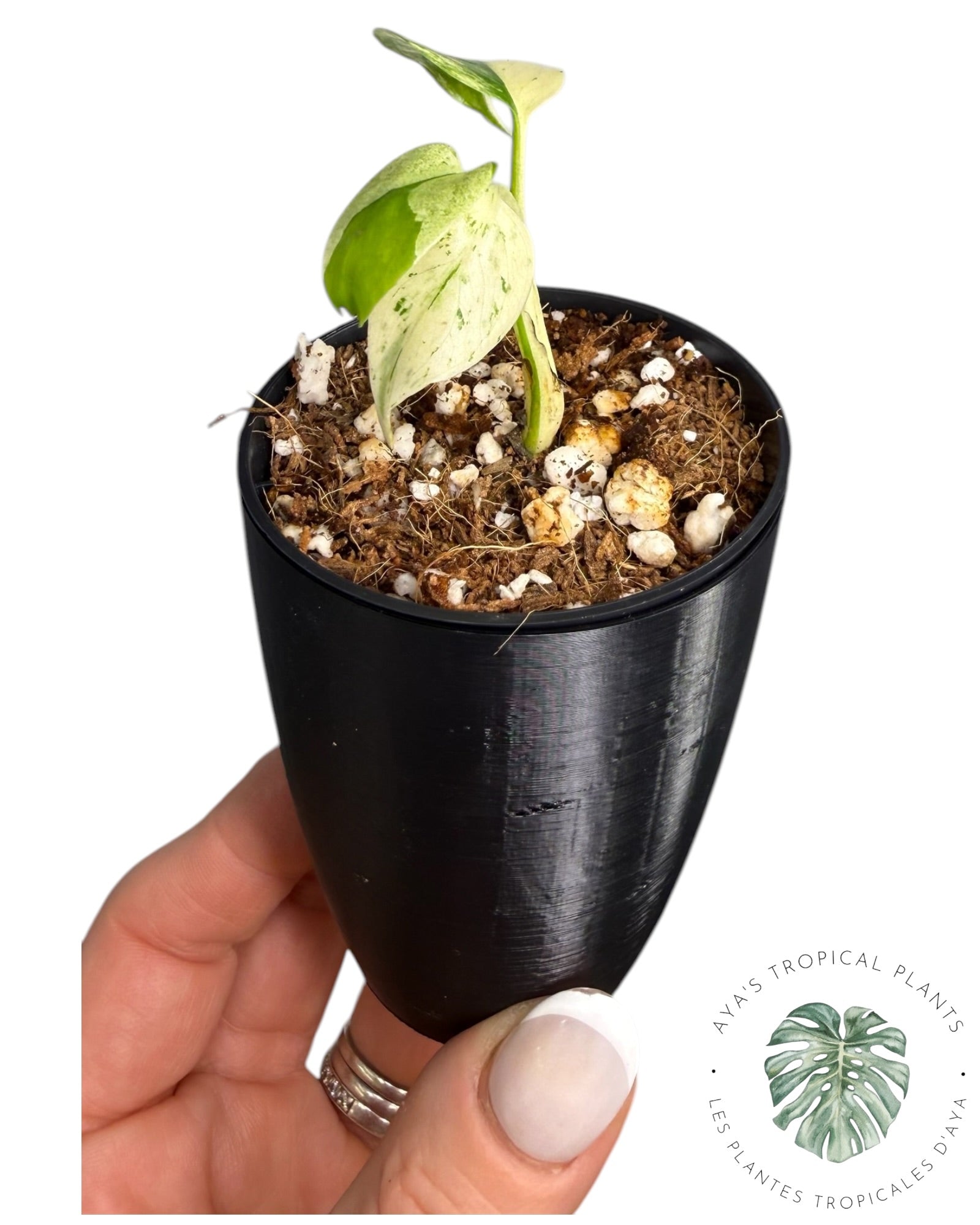 Monstera Deliciosa “Starlight”