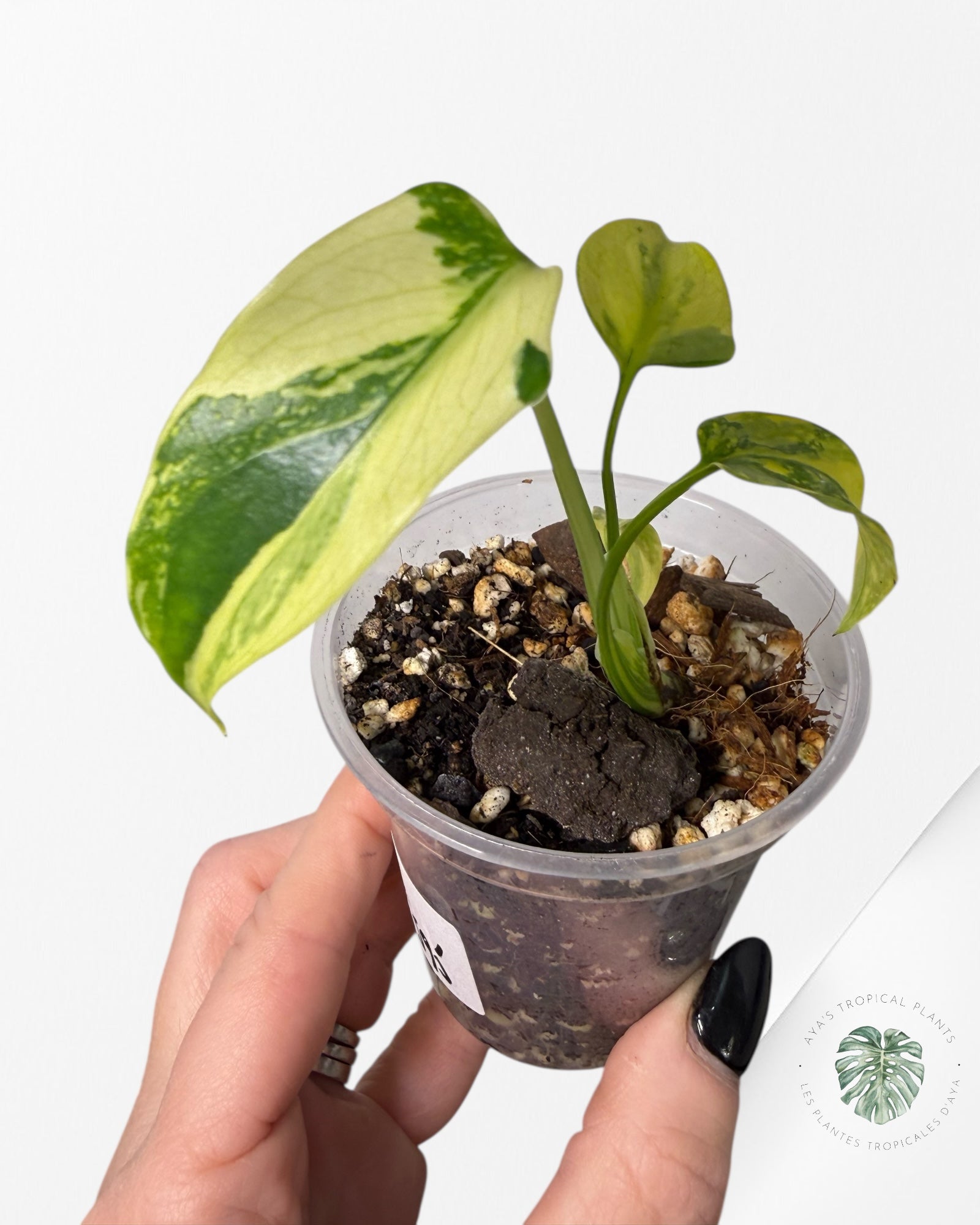 Monstera Deliciosa Electrolyte | Plante TC rare | Plantes tropicales d'Aya
