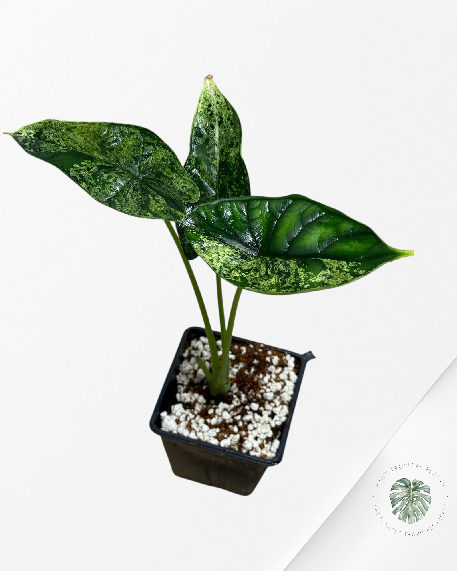 Alocasia Dragon Scale Mint - 130