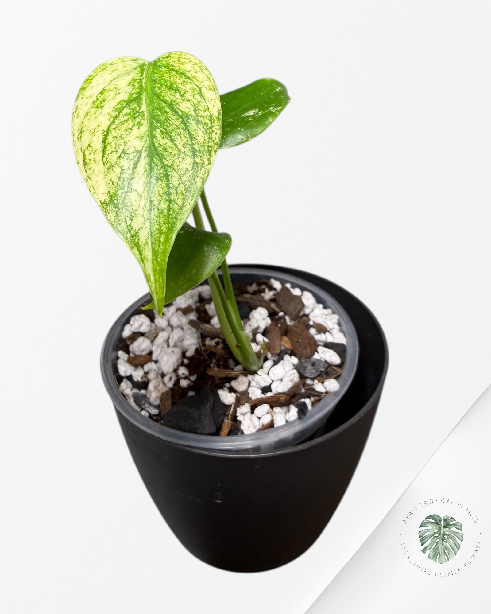 Monstera Menthe | Plante TC rare | Plantes tropicales d'Aya