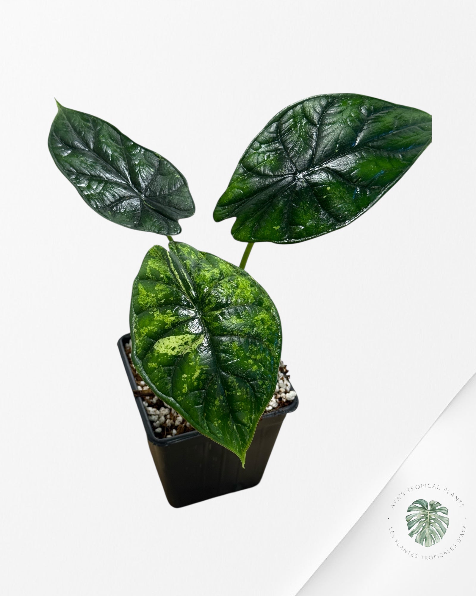 Alocasia Dragon Scale Mint - 132
