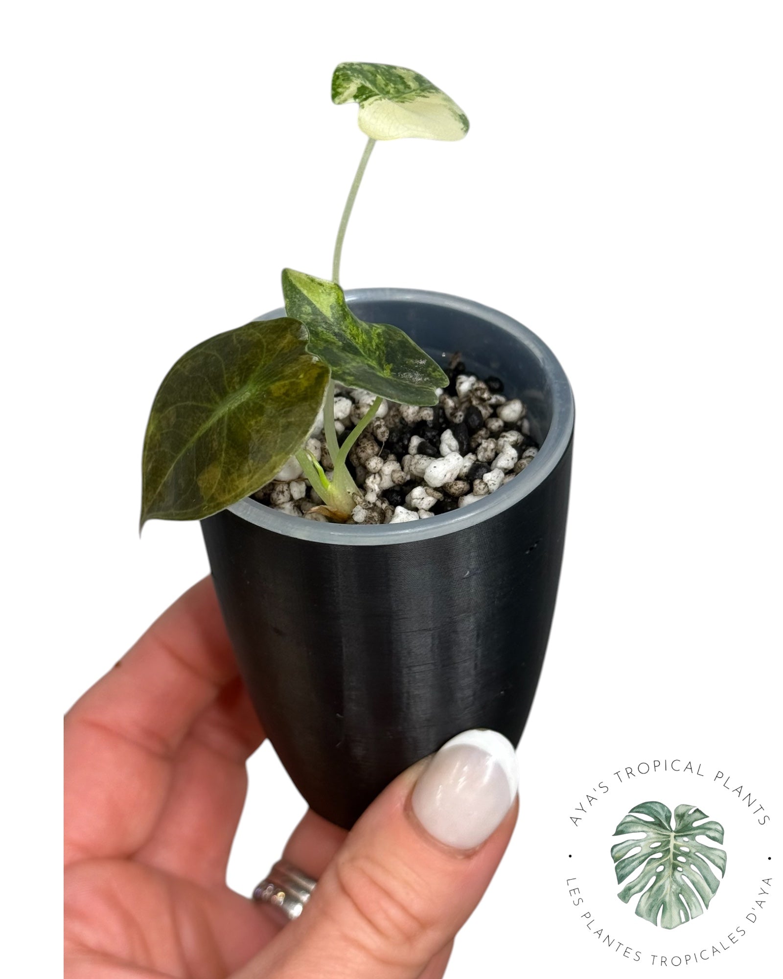 Alocasia Sedenii Aurea Variegated