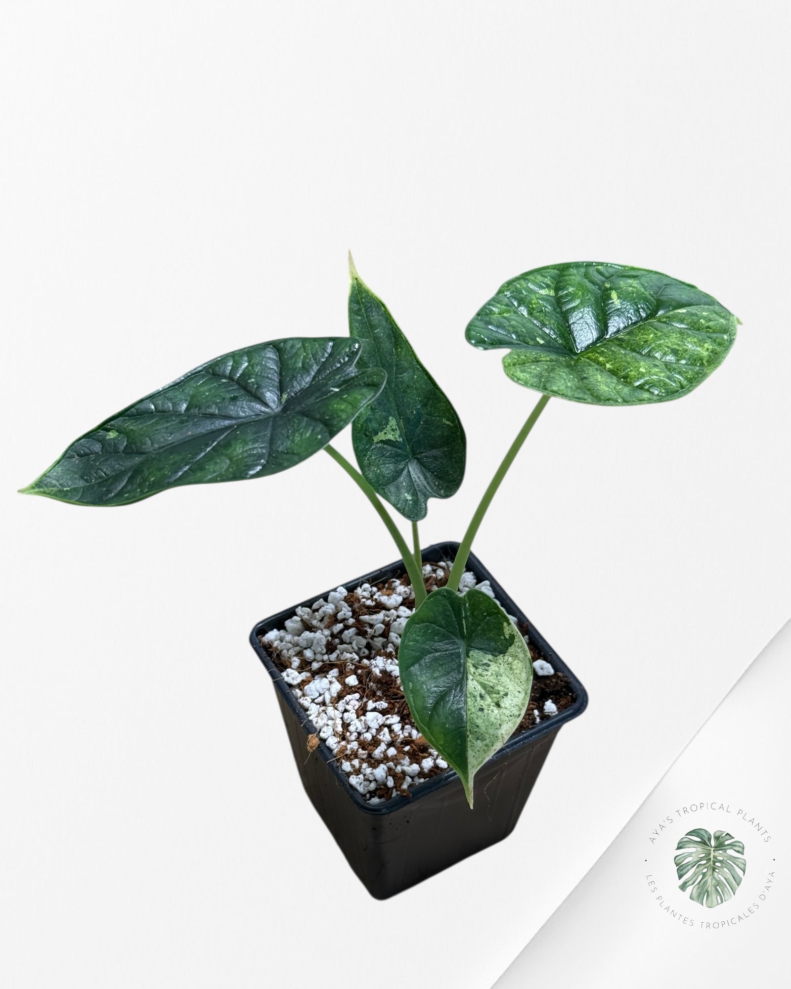 Alocasia Dragon Scale Mint - 133
