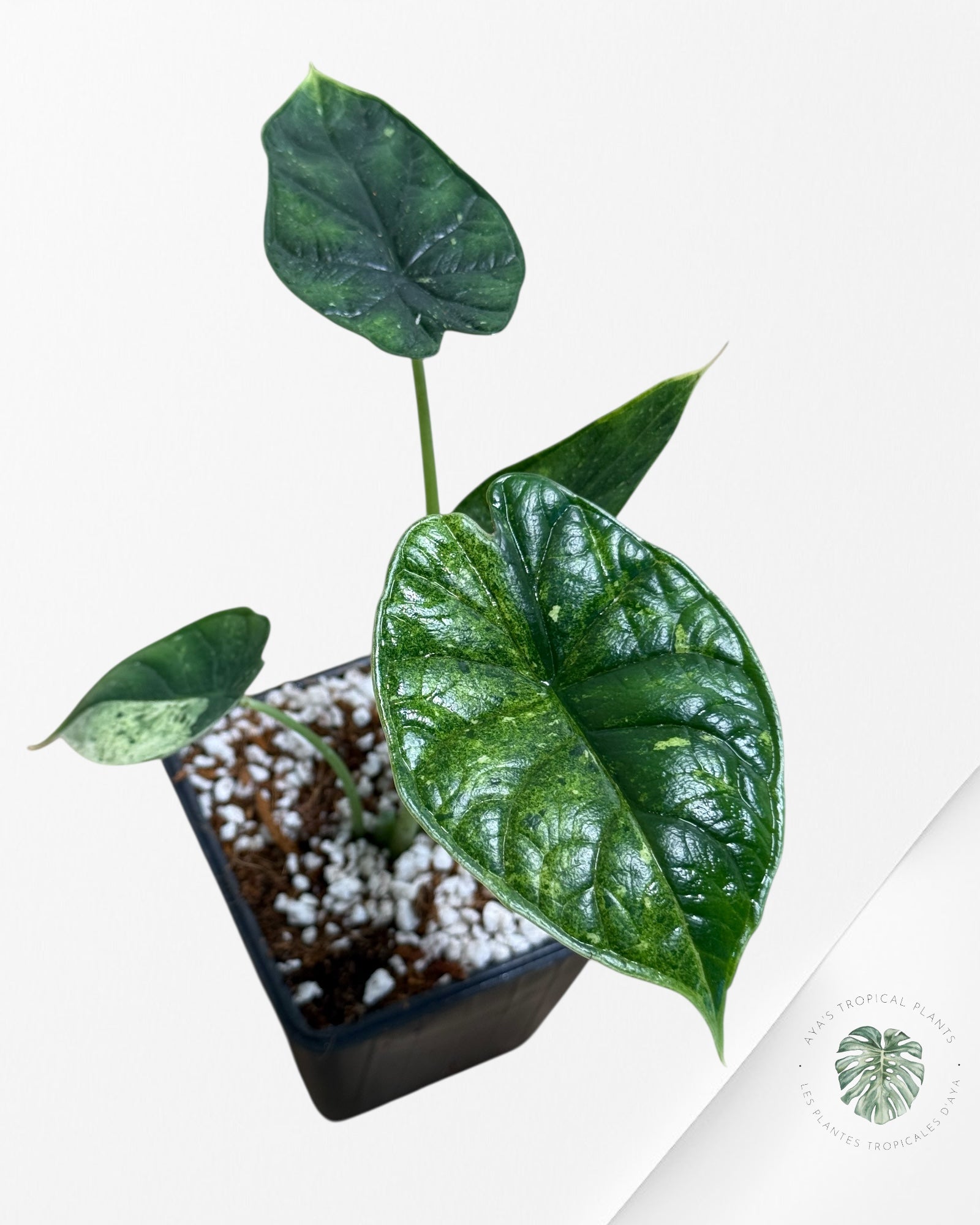 Alocasia Dragon Scale Mint - 133