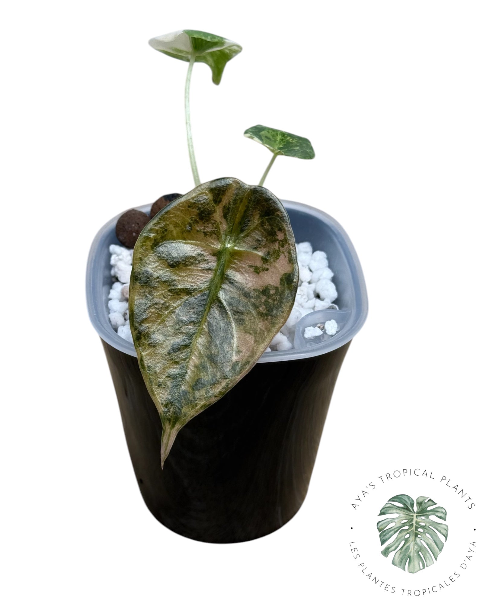 Alocasia Sedenii Aurea Variegated