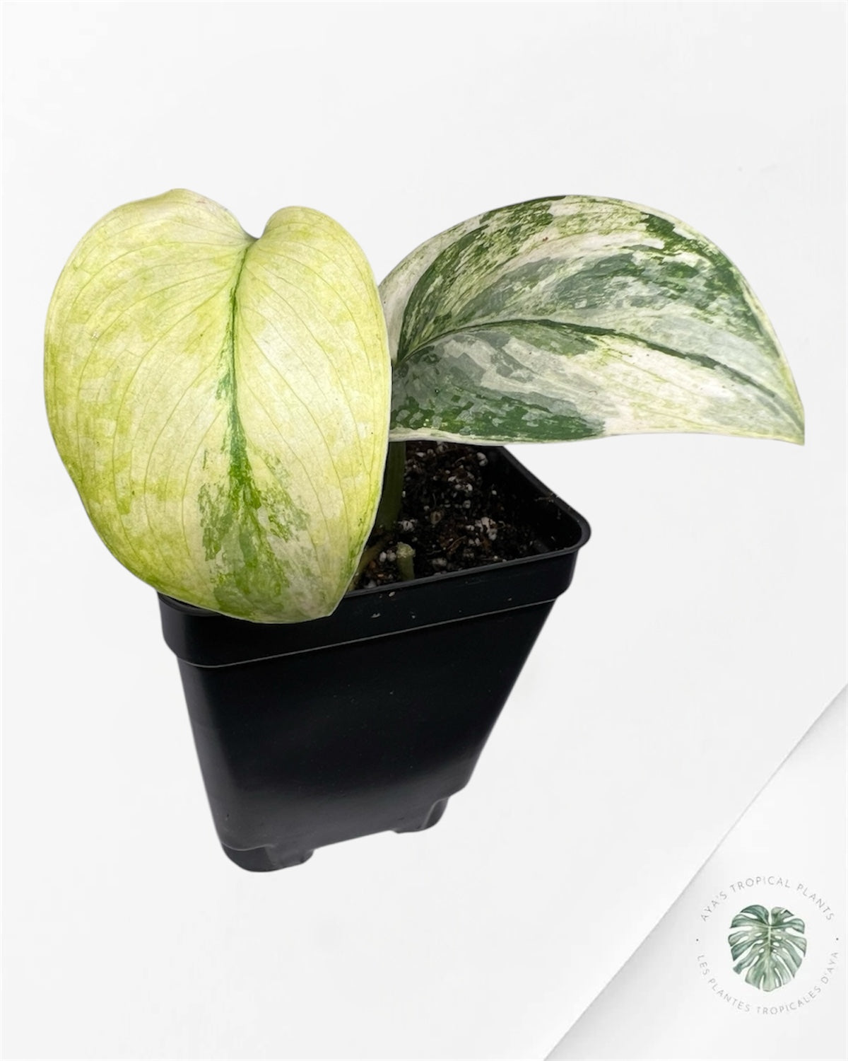 Scindapsus Sadewa - P57