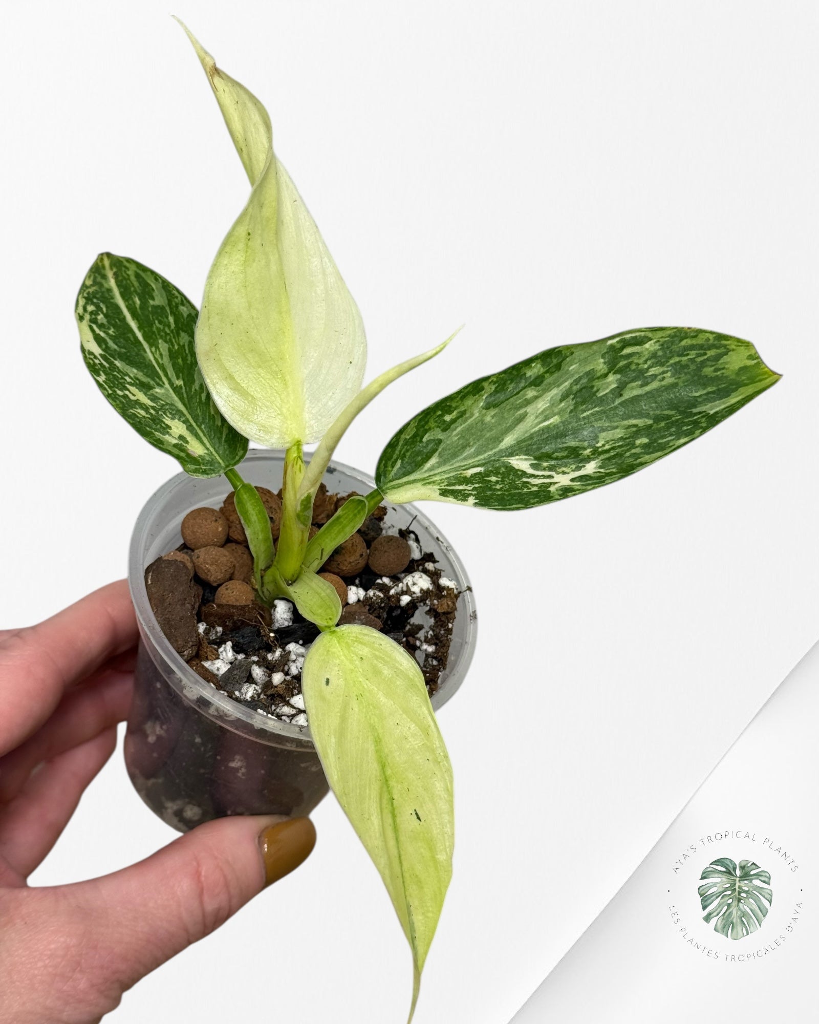Philodendron Jose Buono - 144