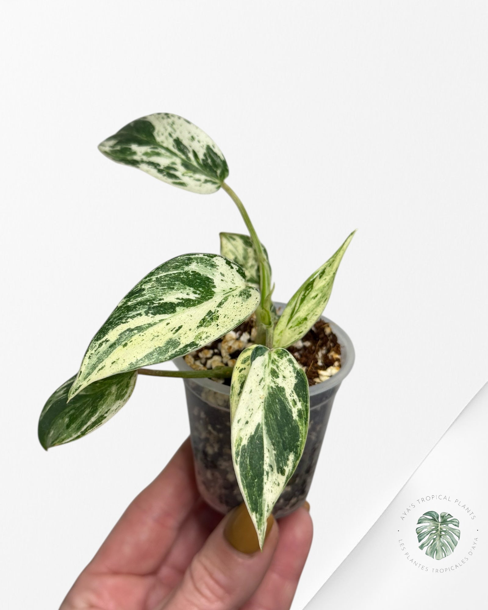 Philodendron Emerald Ice  Aurea