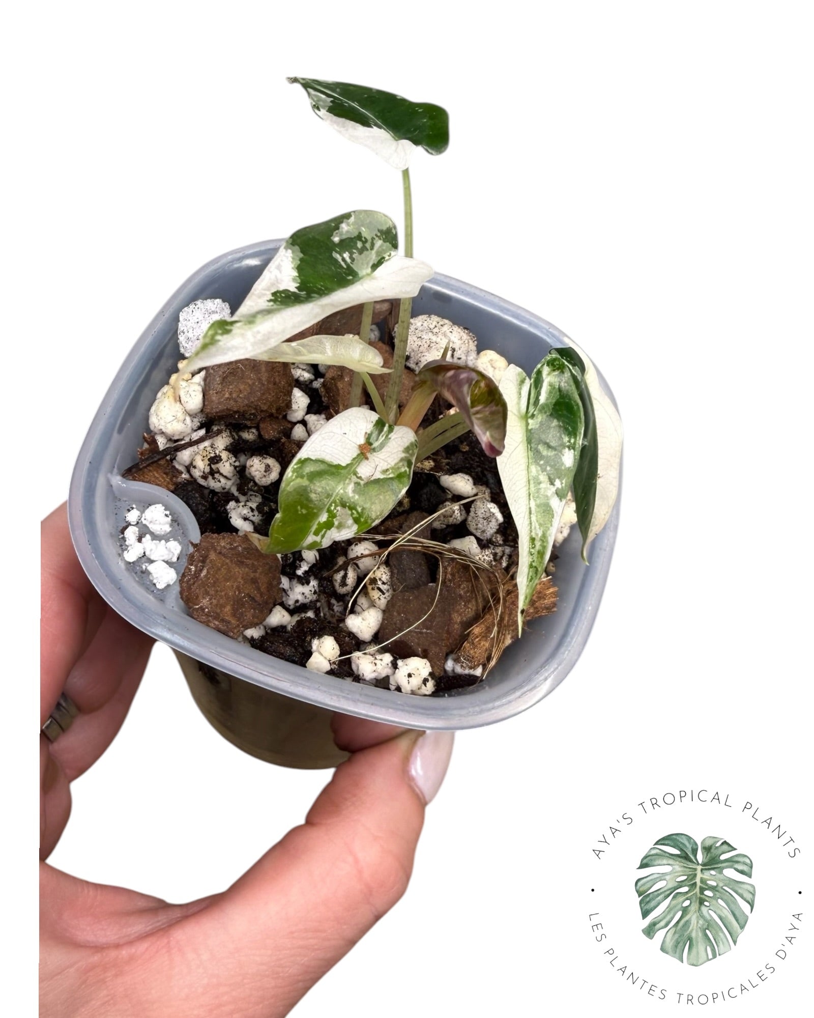 Alocasia Bambino Pink Variegated