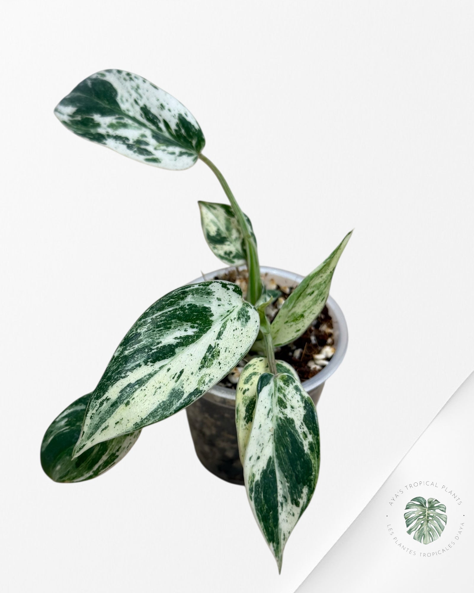 Philodendron Emerald Ice  Aurea