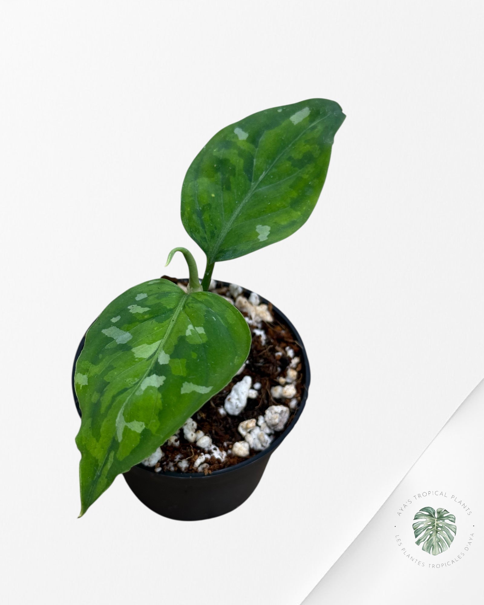 Aglaonema pictum Tricolor