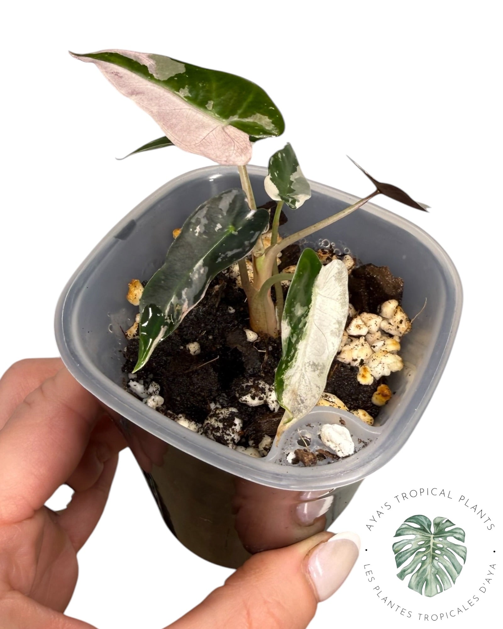 Alocasia Bambino Pink Variegated