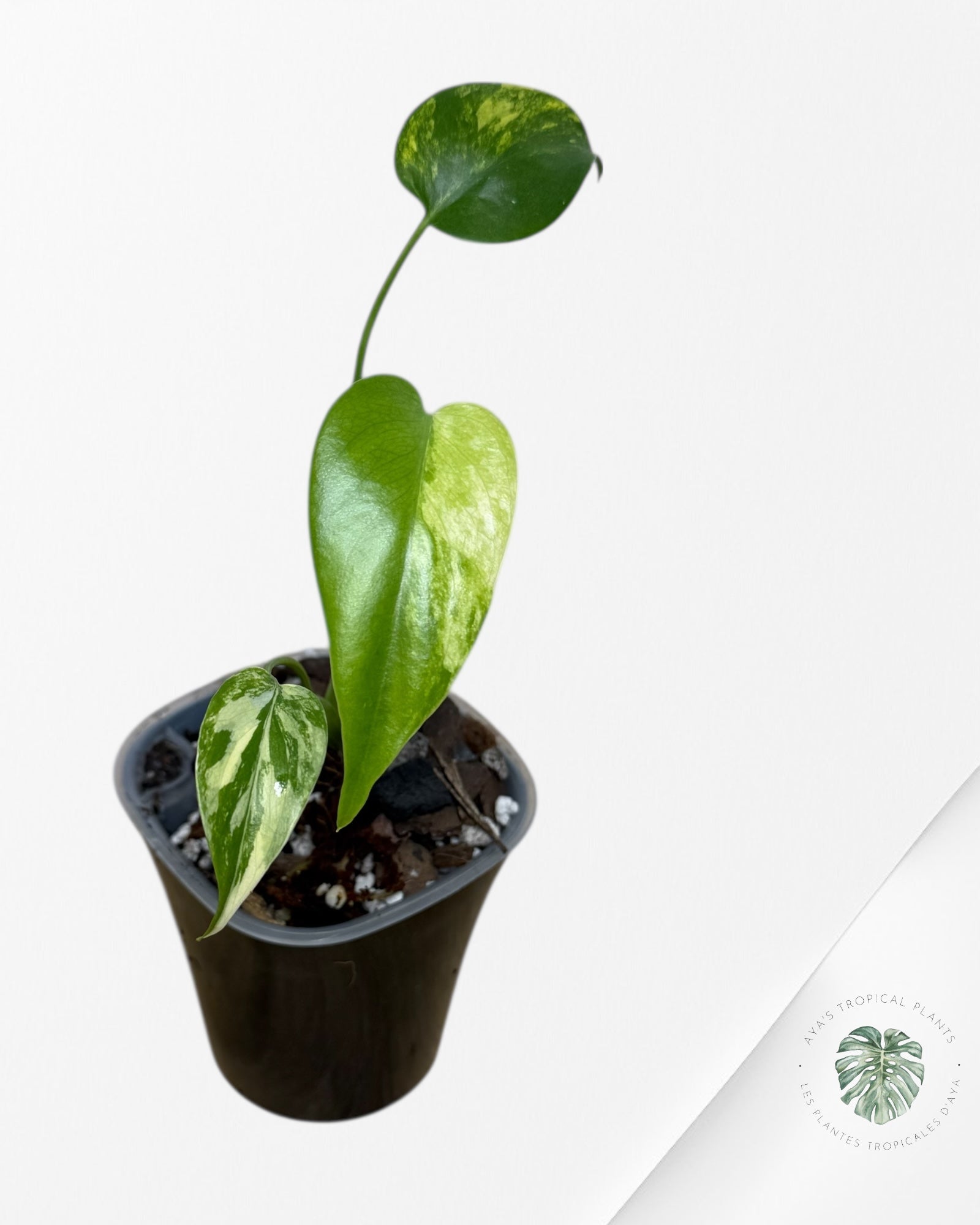 Monstera Aurea | Plante rare cultivée en culture tropicale | Plantes tropicales d'Aya