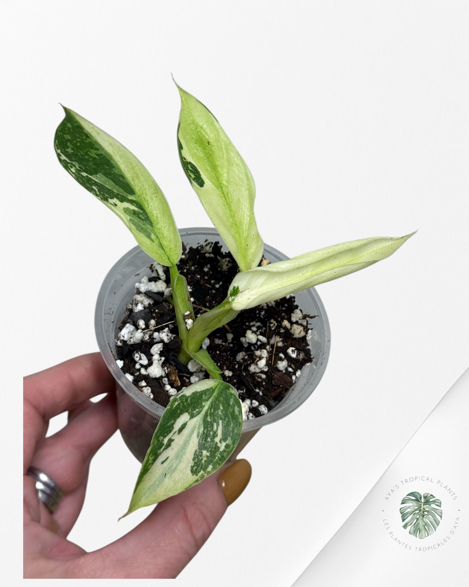 Philodendron Jose Buono - 150