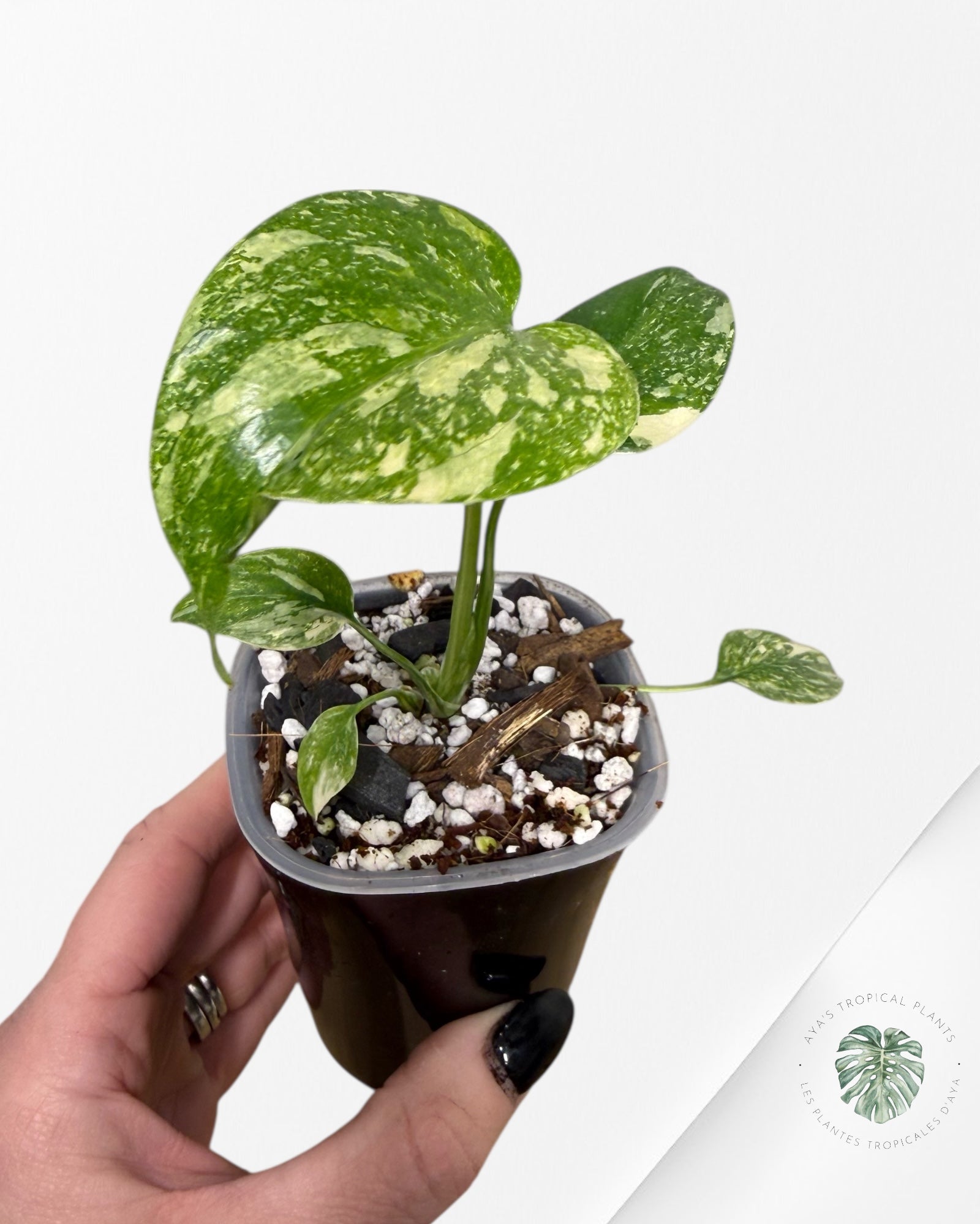 Monstera Thai Constellation Crème Brûlée| Plante TC rare | Les plantes tropicales d'Aya