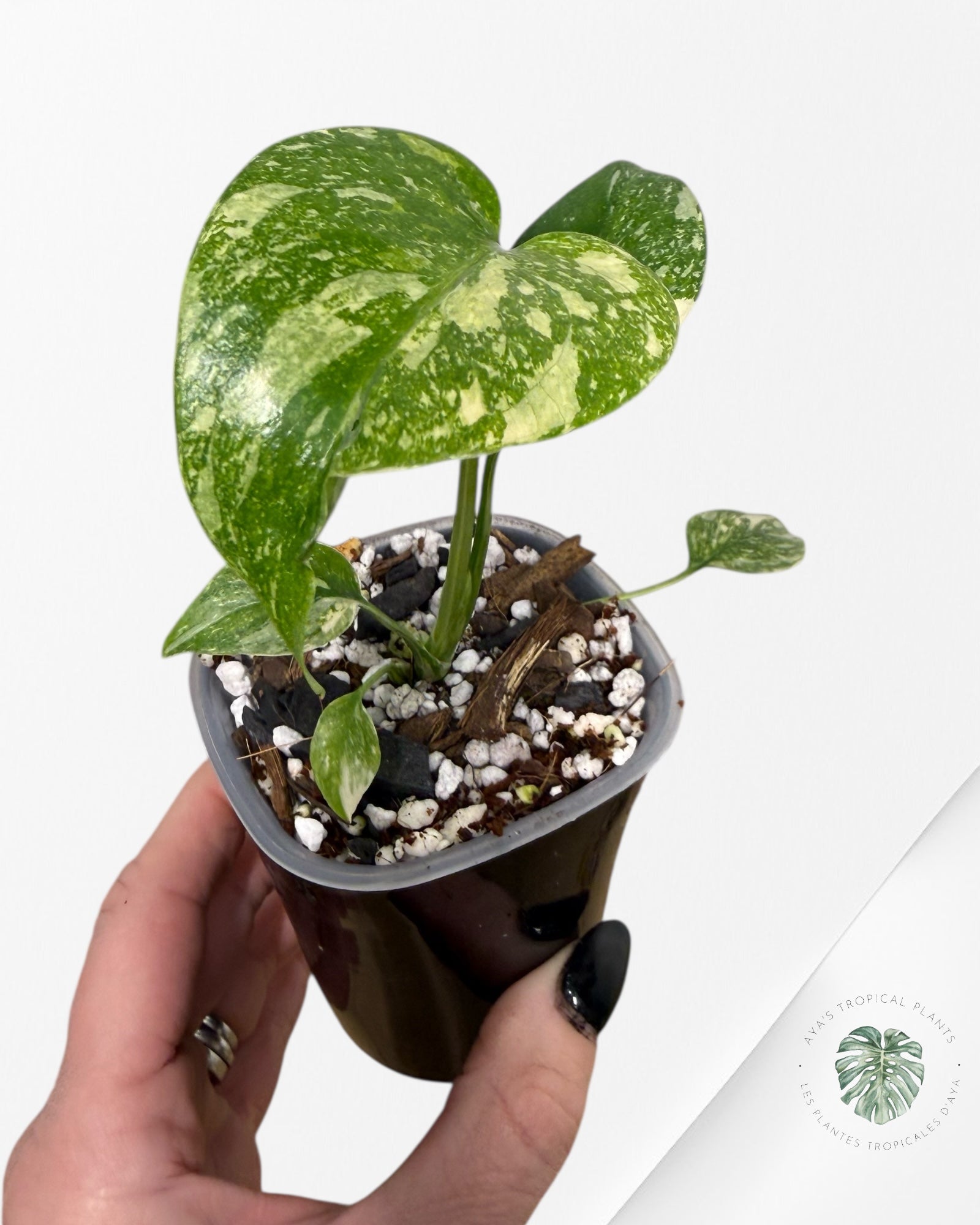 Monstera Thai Constellation Crème Brûlée| Plante TC rare | Les plantes tropicales d'Aya