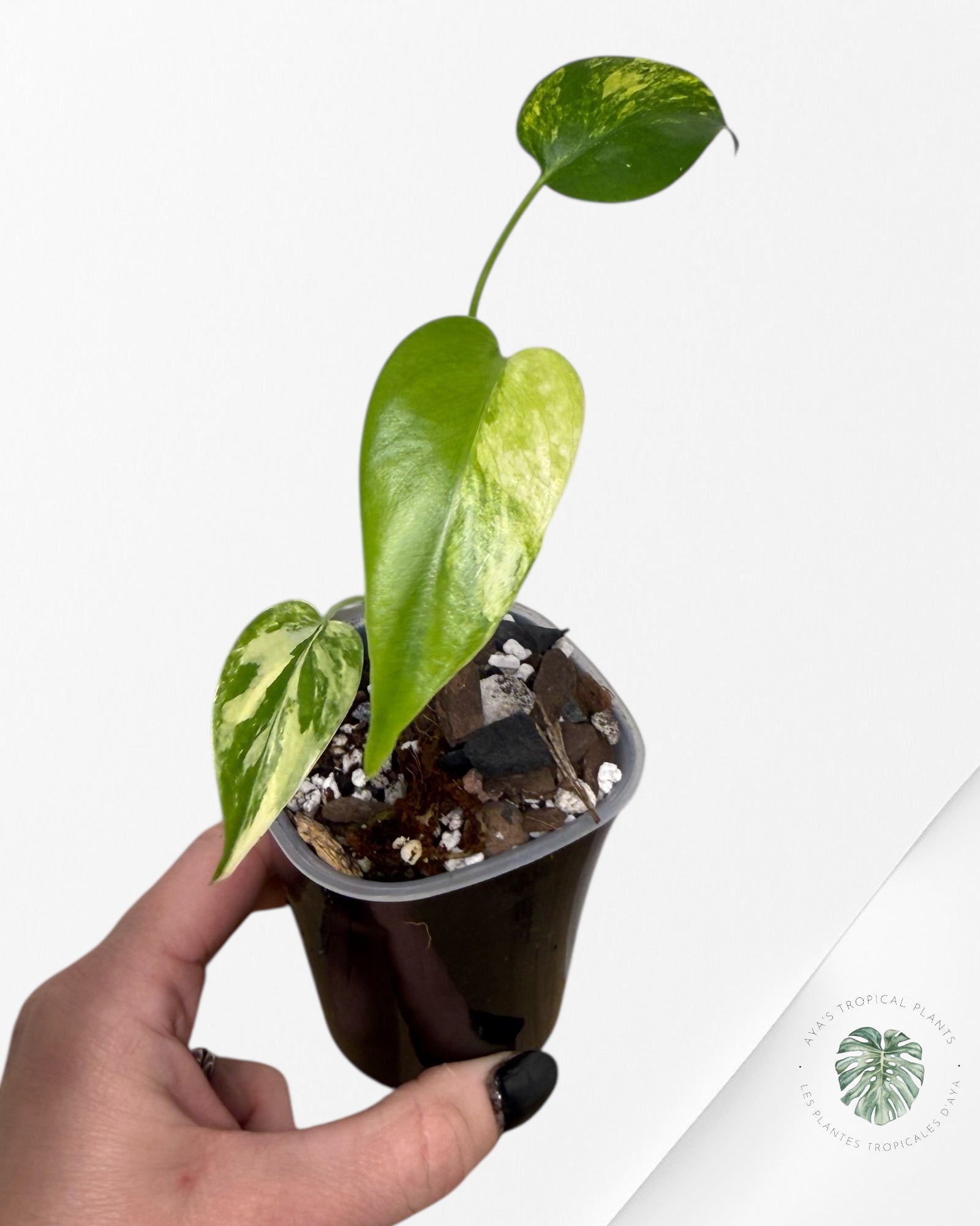 Monstera Aurea | Plante rare cultivée en culture tropicale | Plantes tropicales d'Aya