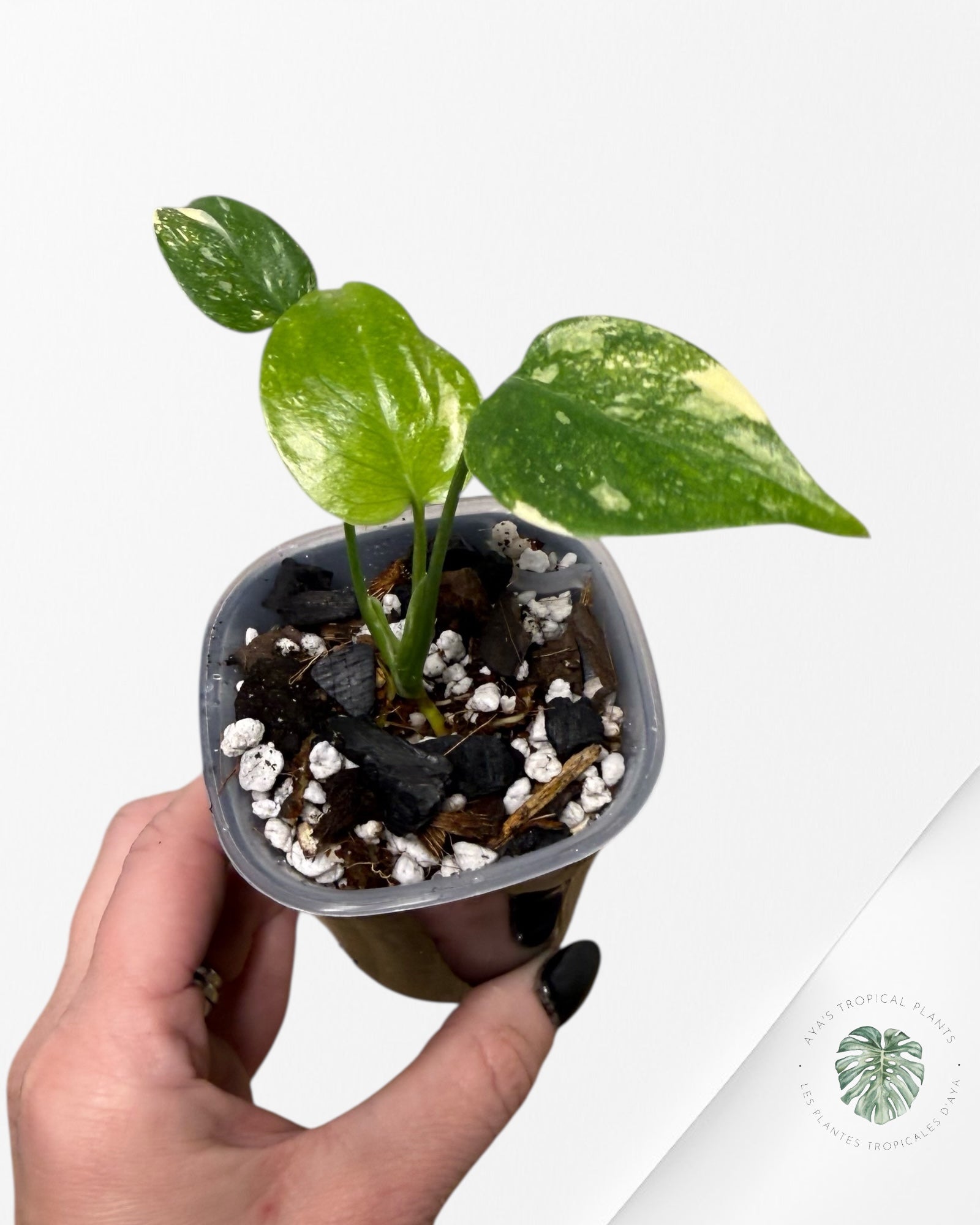 Monstera Thai Constellation Crème Brûlée| Plante TC rare | Les plantes tropicales d'Aya