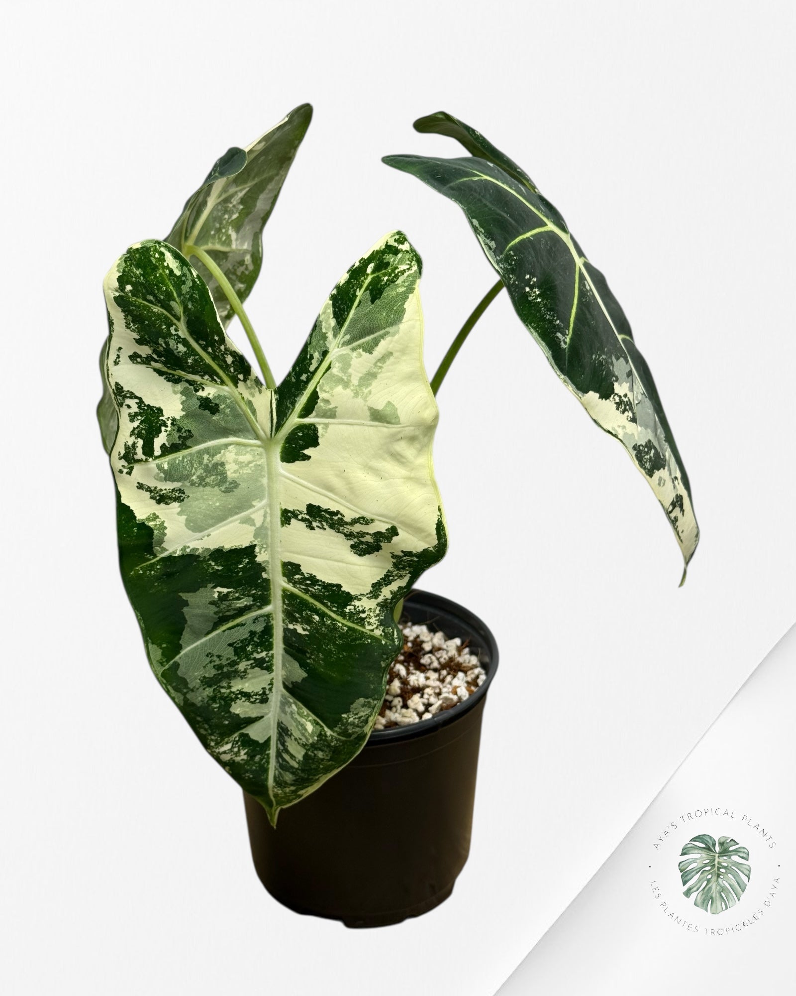 Alocasia Frydek Variegated - 195