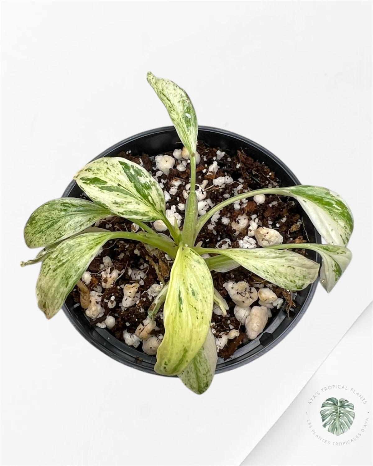 Homalomena rubescens « Menthe » panachée - P14