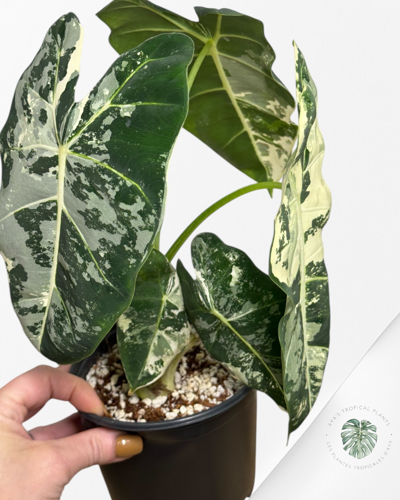 Alocasia Frydek Variegated - 195