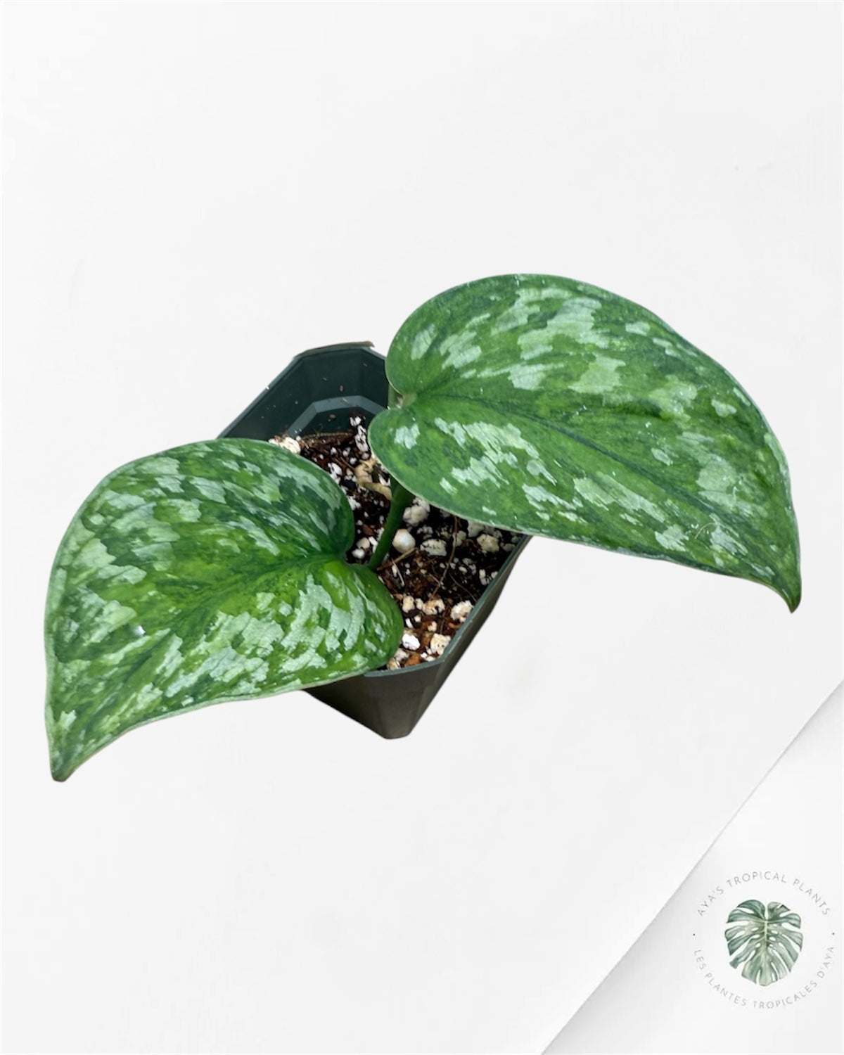 Scindapsus Kusuma -P90