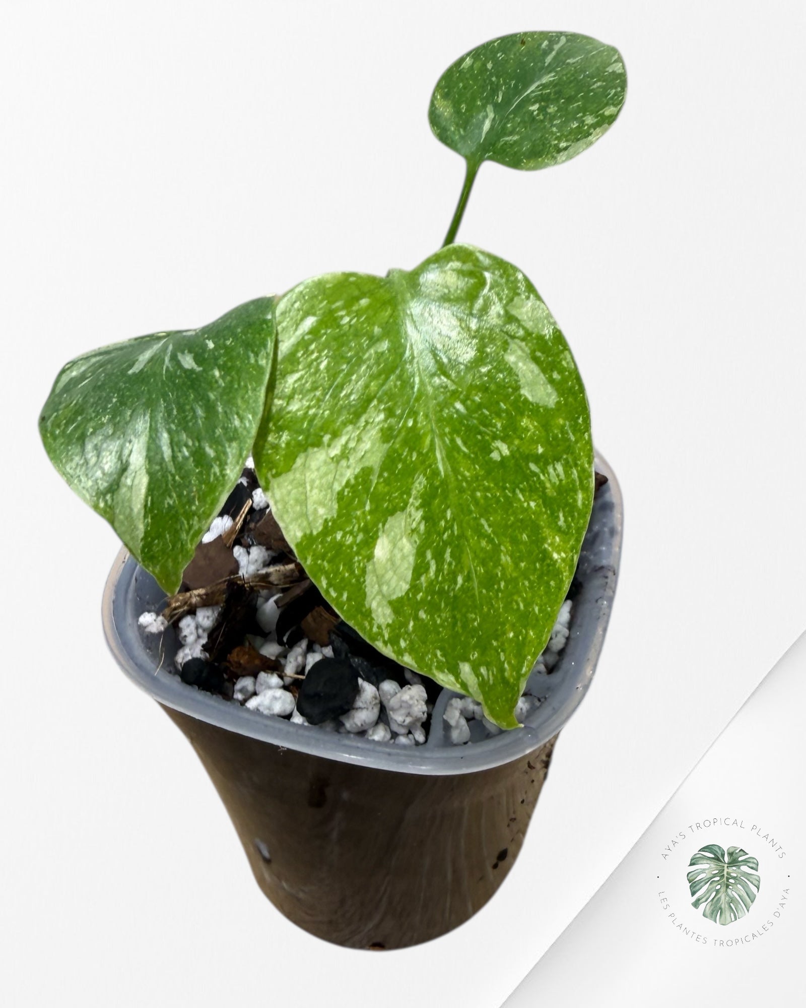 Monstera Thai Constellation Crème Brûlée| Plante TC rare | Les plantes tropicales d'Aya