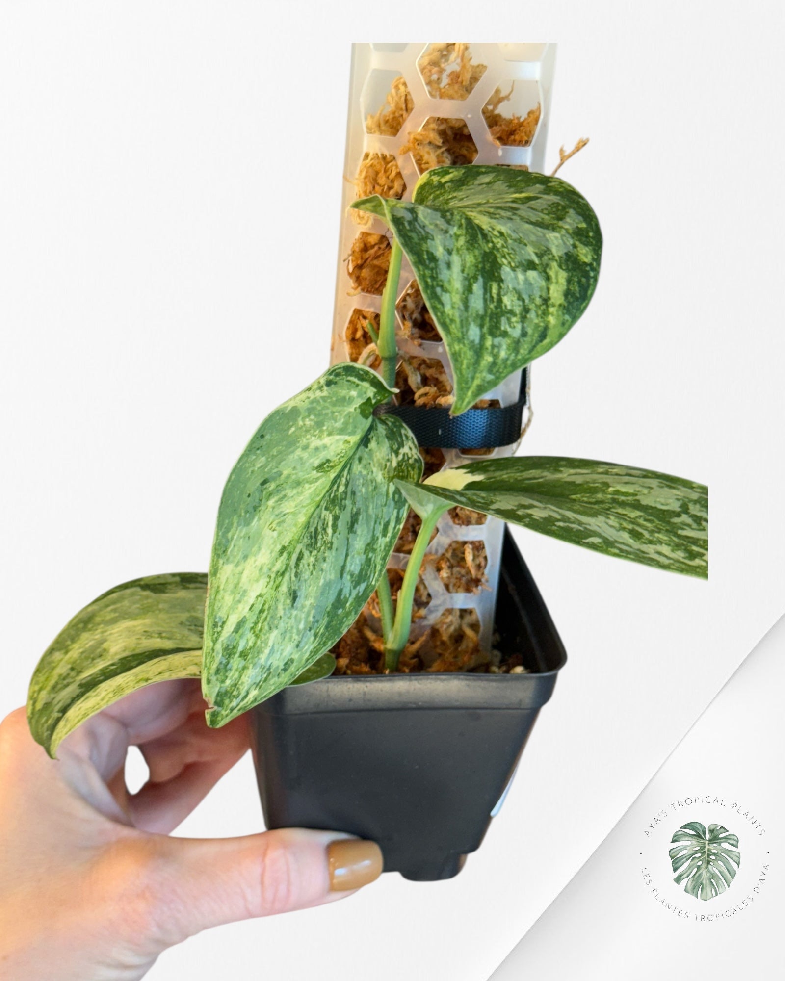 Scindapsus Exotica Tricolor - EXP27