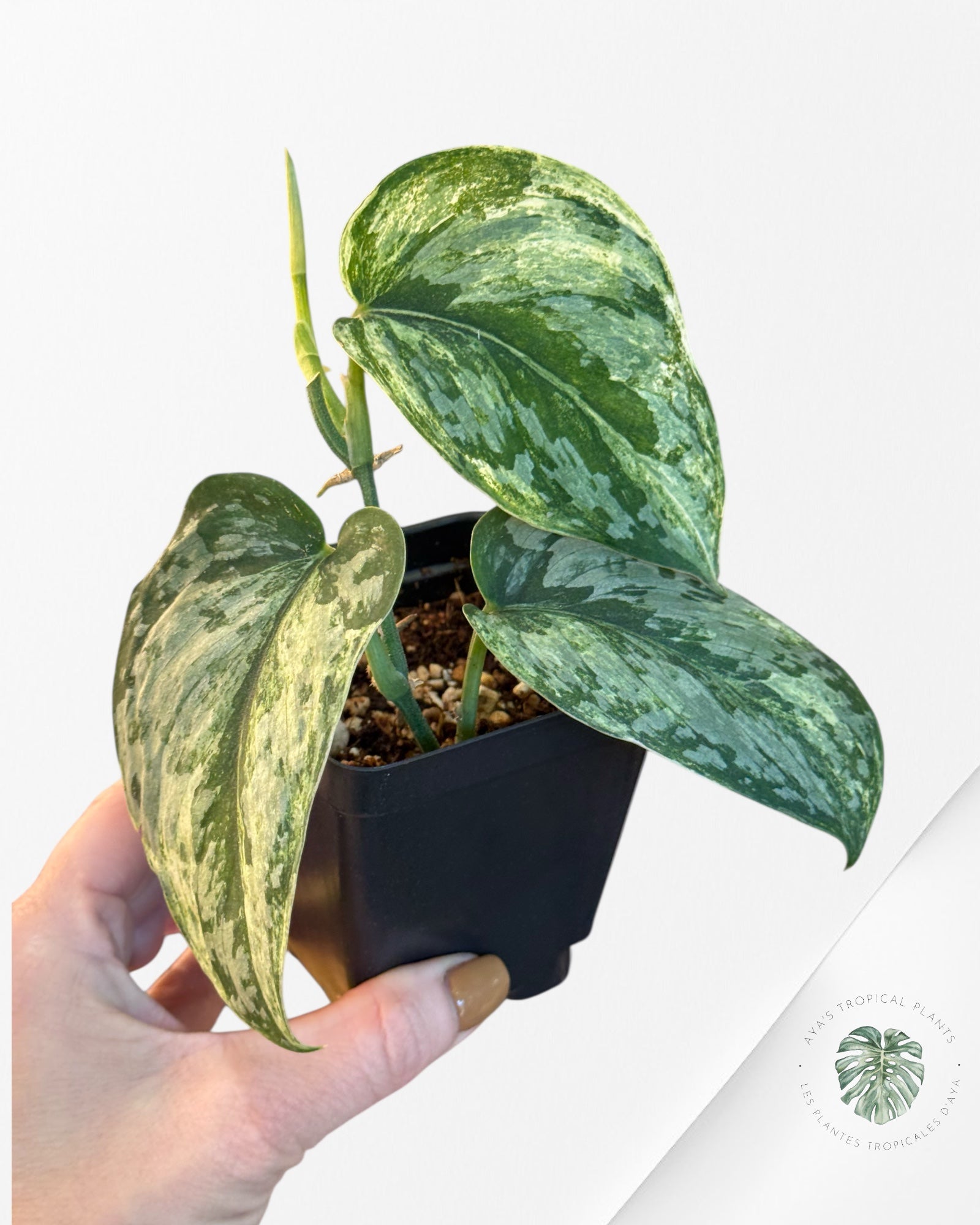 Scindapsus Exotica Tricolor - EXP3