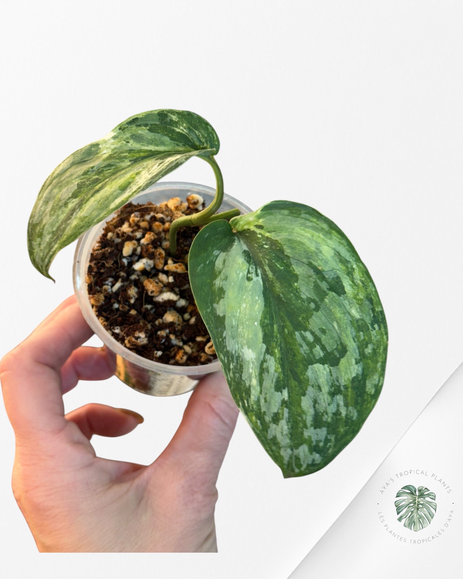 Scindapsus Exotica Tricolor - SET1
