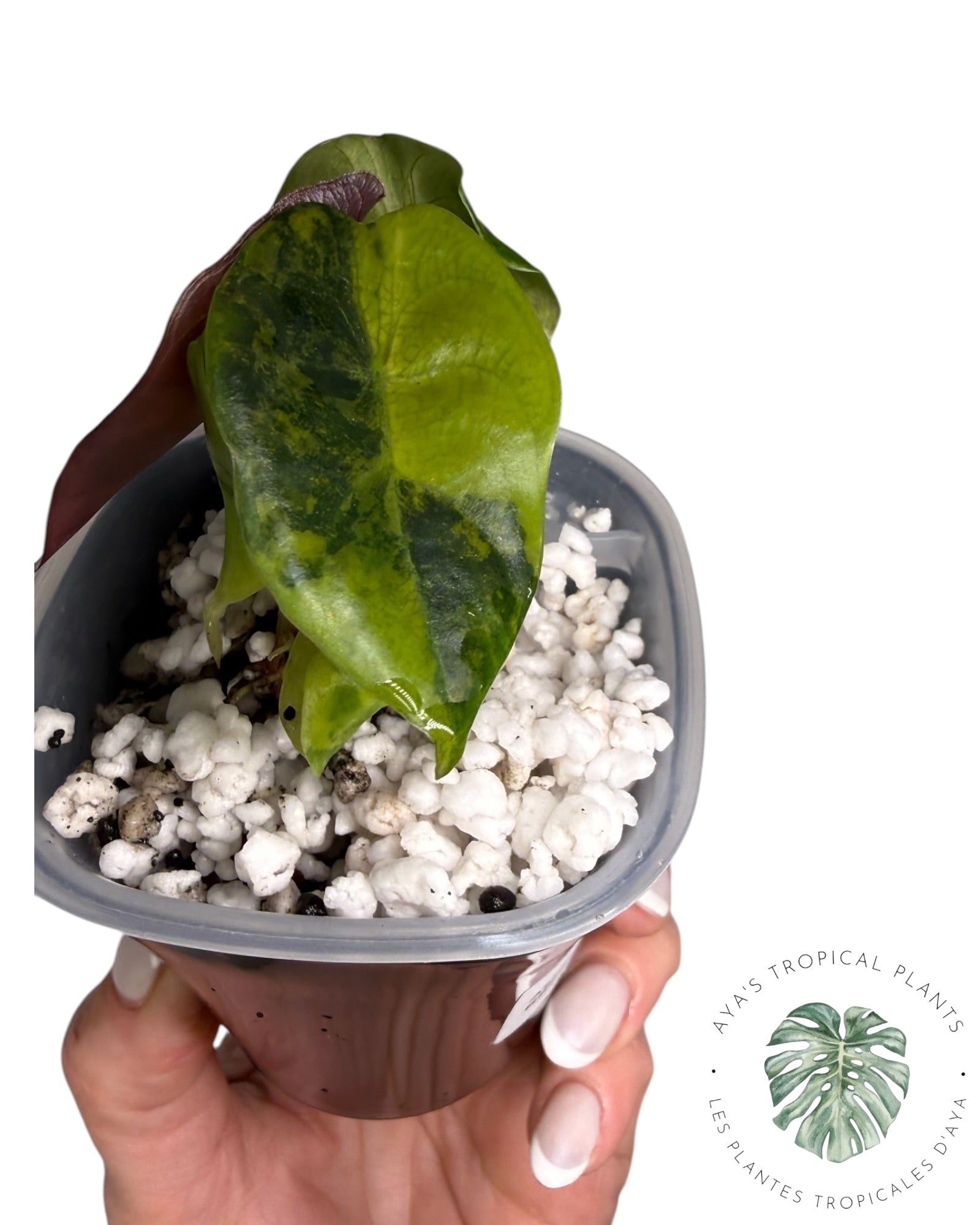 Alocasia suhirmaniana Aurea