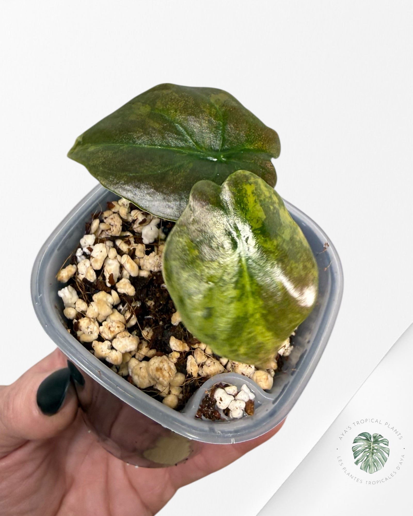 Alocasia Cuprea Golden Latte variegated | Rare TC Plant| Aya's Tropical Plants