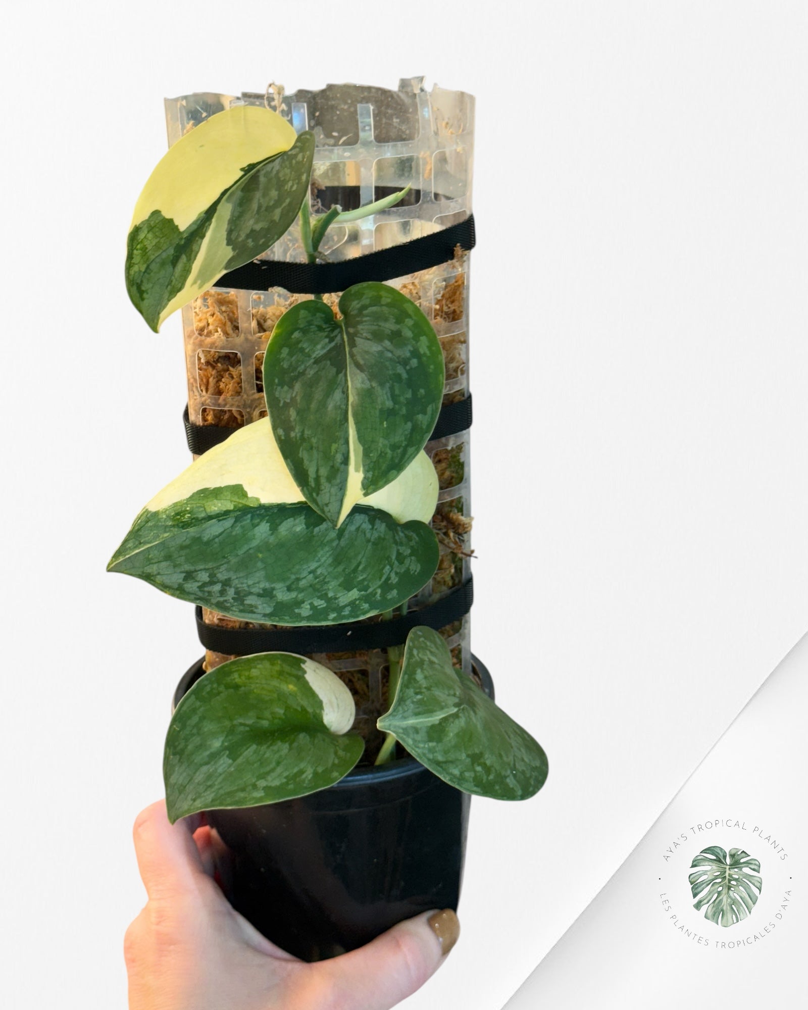 Scindapsus Silver Tattoo Variegata -EXP26