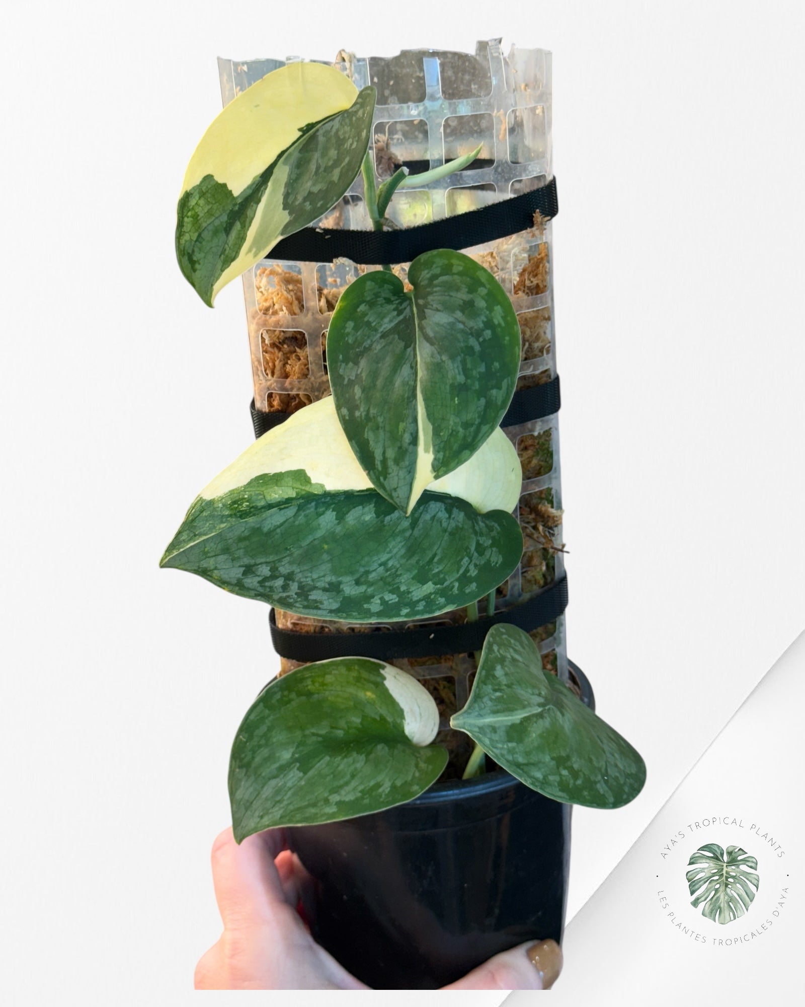 Scindapsus Silver Tattoo Variegata -EXP26