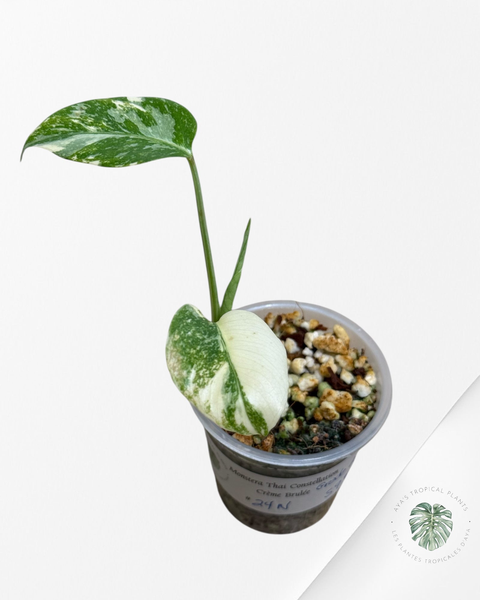 Monstera Thai Constellation Creme Brûlée (Grade A) - 24N
