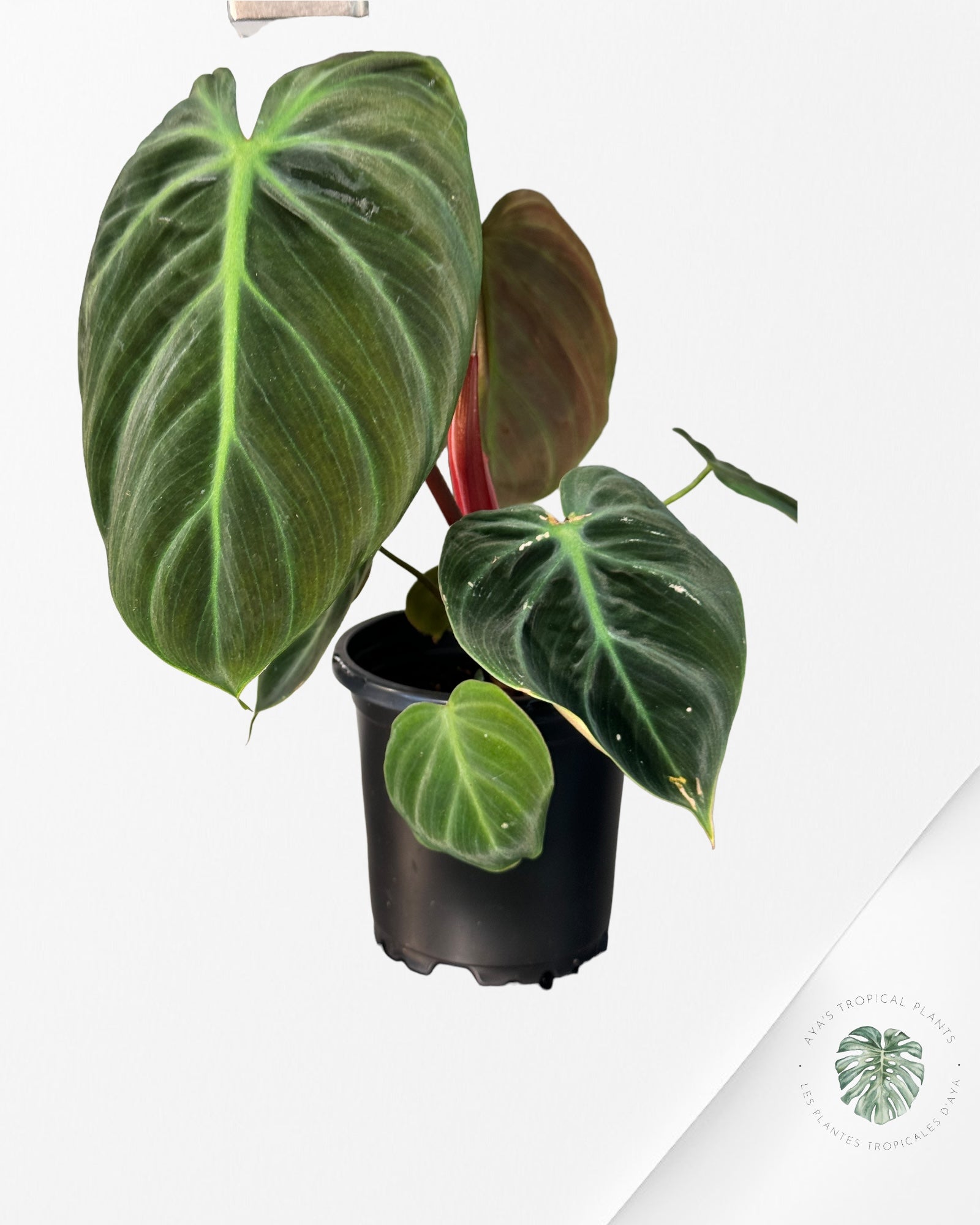 Philodendron El Choco Red-222