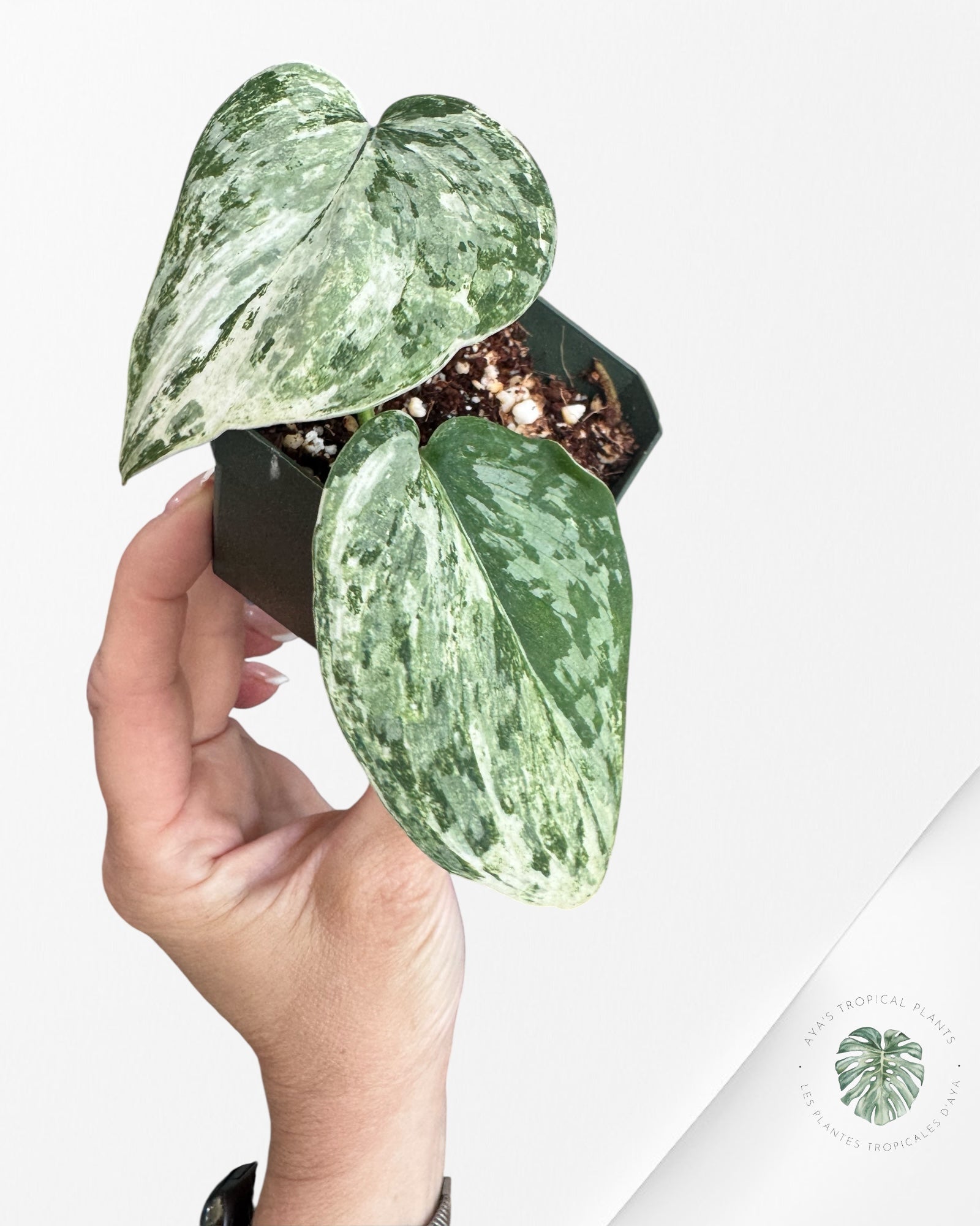 Scindapsus Exotica White Crystal Variegated - 3