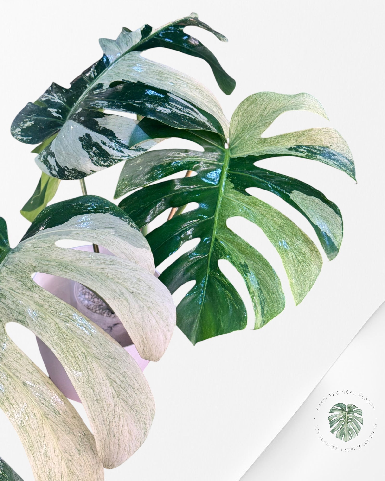 Monstera Deliciosa Menthe-JA1