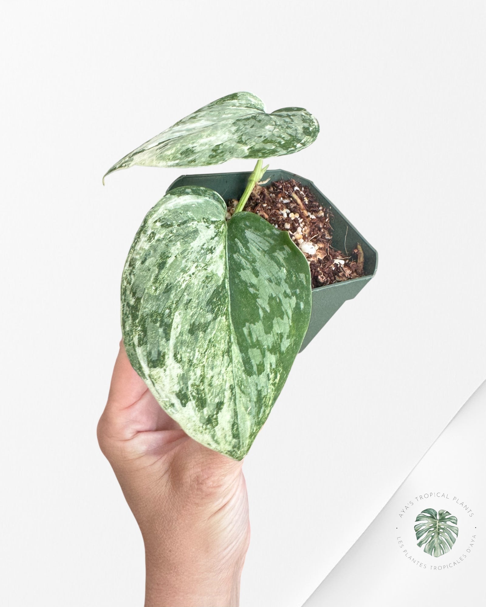 Scindapsus Exotica White Crystal Variegated - 3