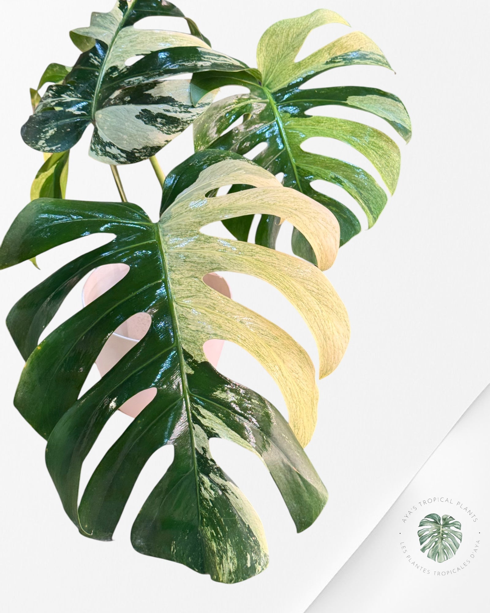 Monstera Deliciosa Menthe-JA1