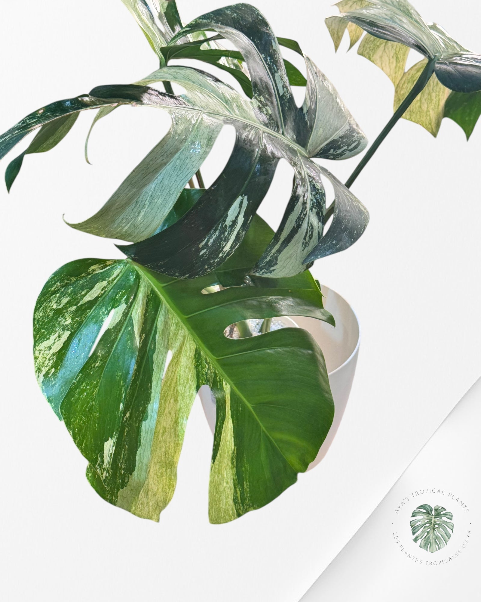 Monstera Deliciosa Menthe-JA1