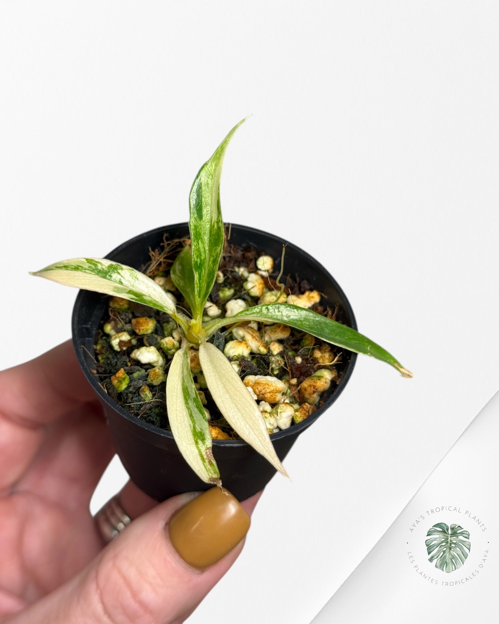 Philodendron Tortum Variegated - TC3