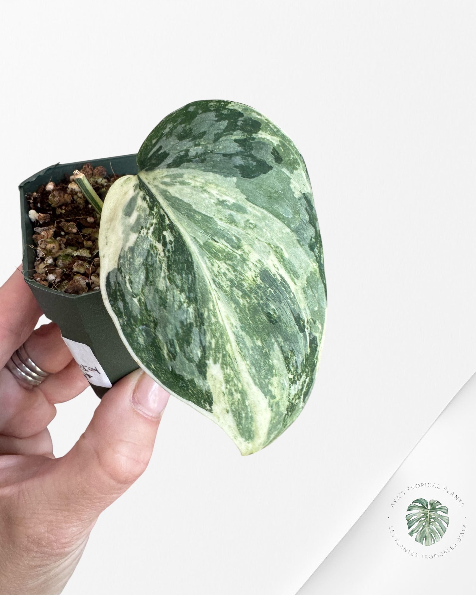 Scindapsus Exotica White Crystal Variegated-W